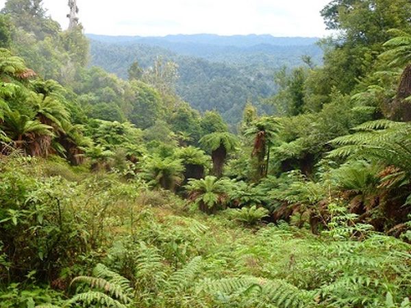 Regenwald (Foto: ANZ Nature Tours)