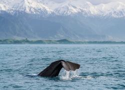 images/Touren/HakaTours/PLUS-20Tage/TNZ-MH-MHP_8378_Kaikoura-1000.jpg