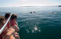 images/Touren/StrayBayBack/StrayNZ-Bay-of-Islands-Dolphins-800.jpg