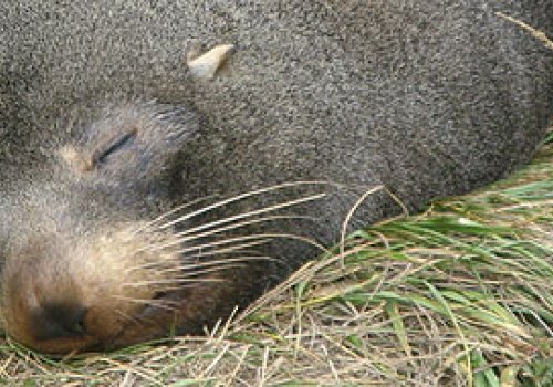 Begegnung mit Seehunden in Kaikoura