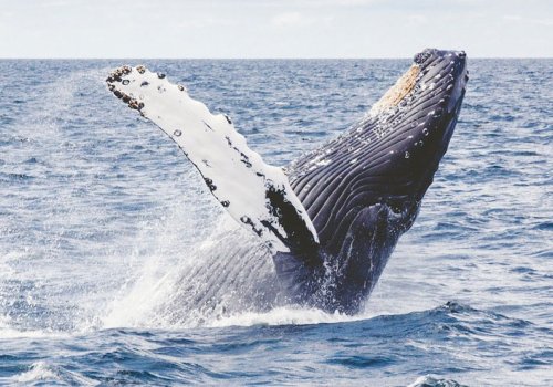 Whale Watching in Kaikoura