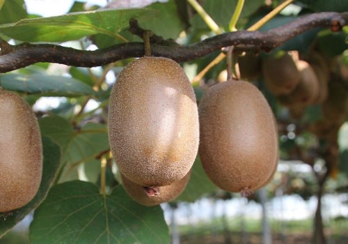 Arbeiten auf einer Kiwi-Plantage